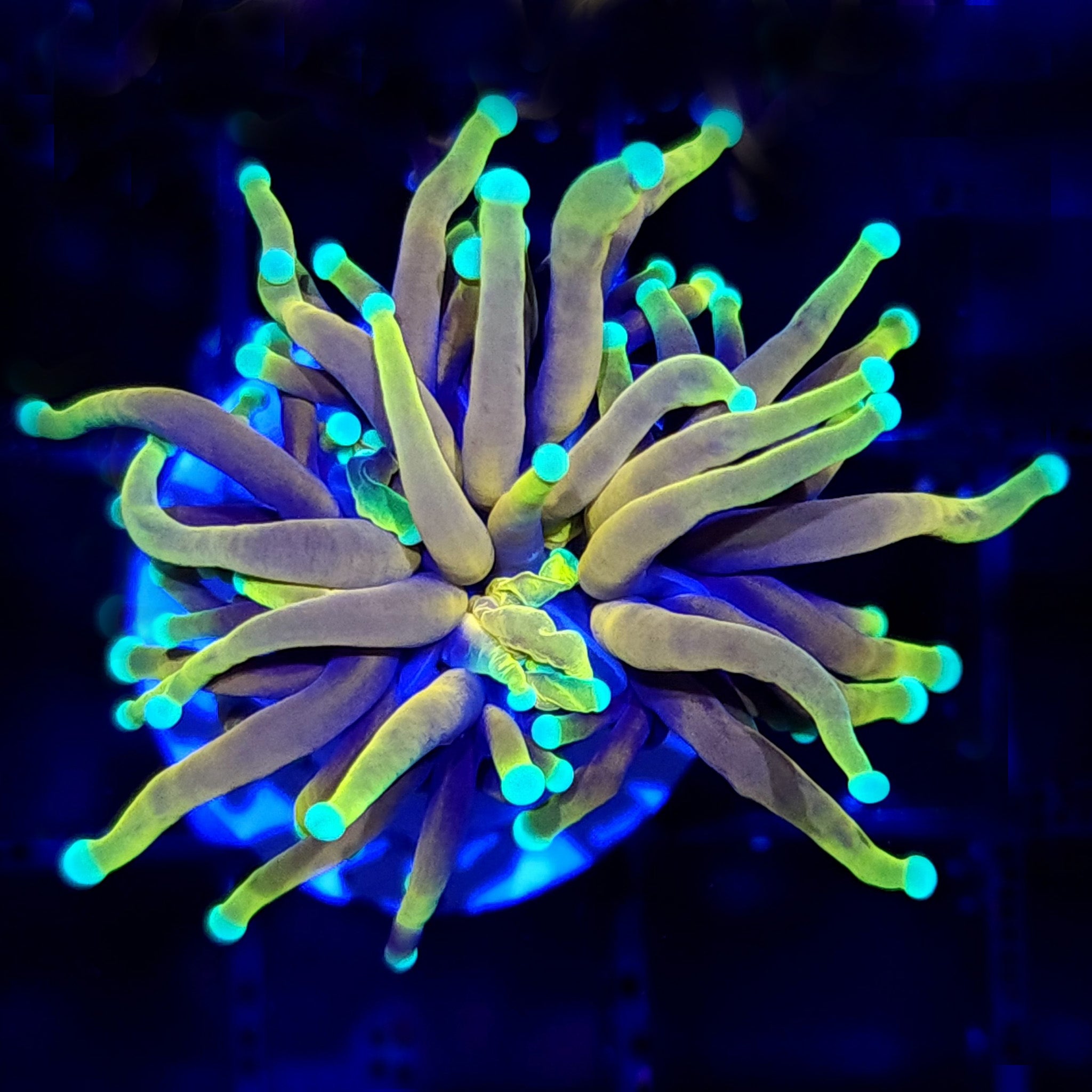CB Dragon Ball Torch - Aquacultured LPS Coral | AJ's Aquariums
