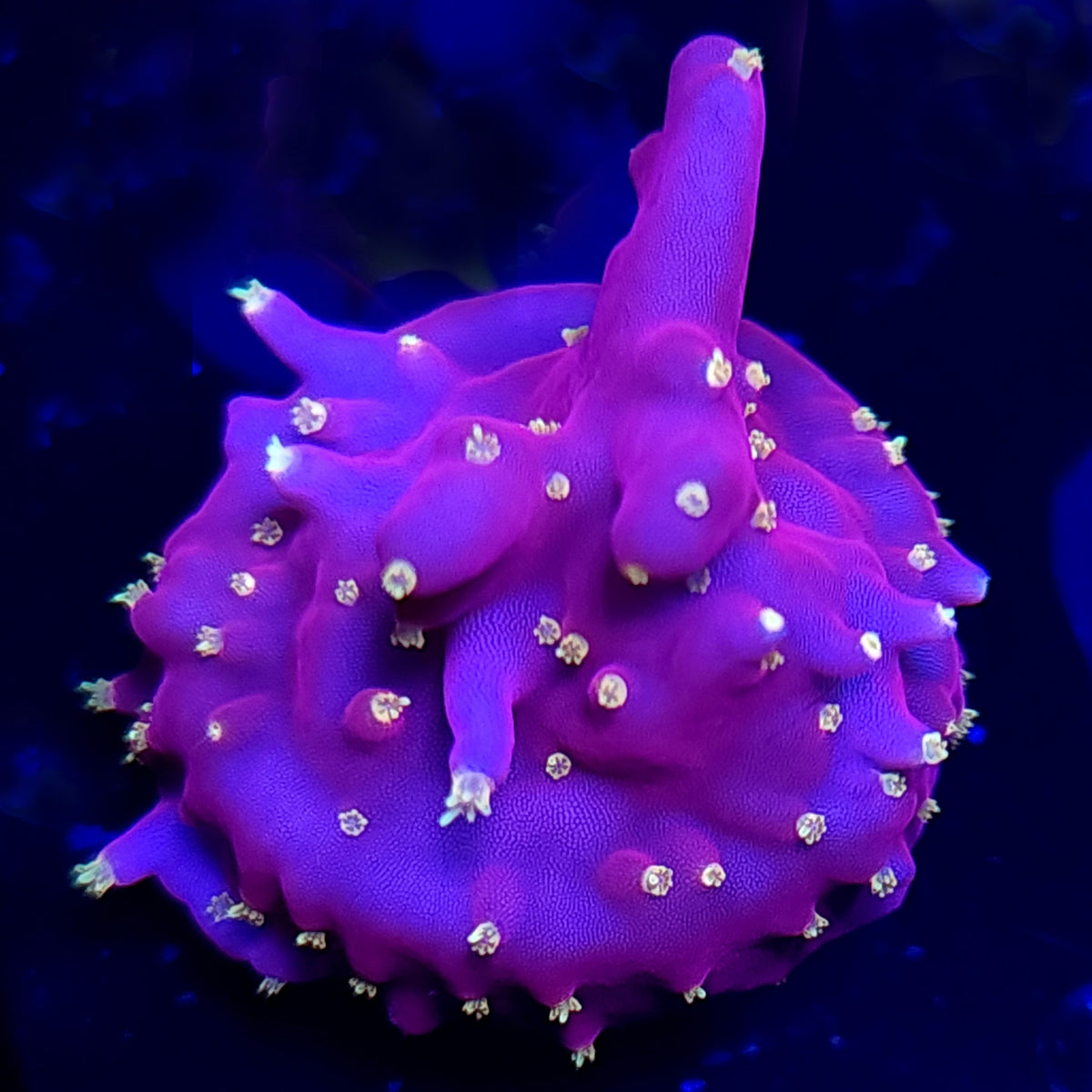 CB Flaming Fire Dragon Acropora - Aquacultured SPS Coral | AJ's Aquariums
