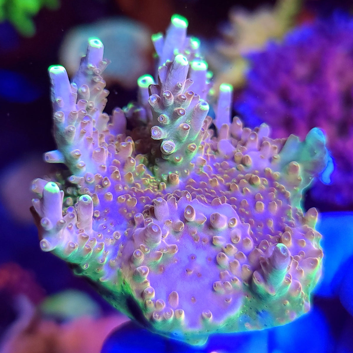 CB Golden Jawdropper Acropora - Aquacultured SPS Coral | AJ's Aquariums