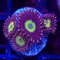 CB Omega Zoanthids- Aquacultured Soft Coral | AJ's Aquariums