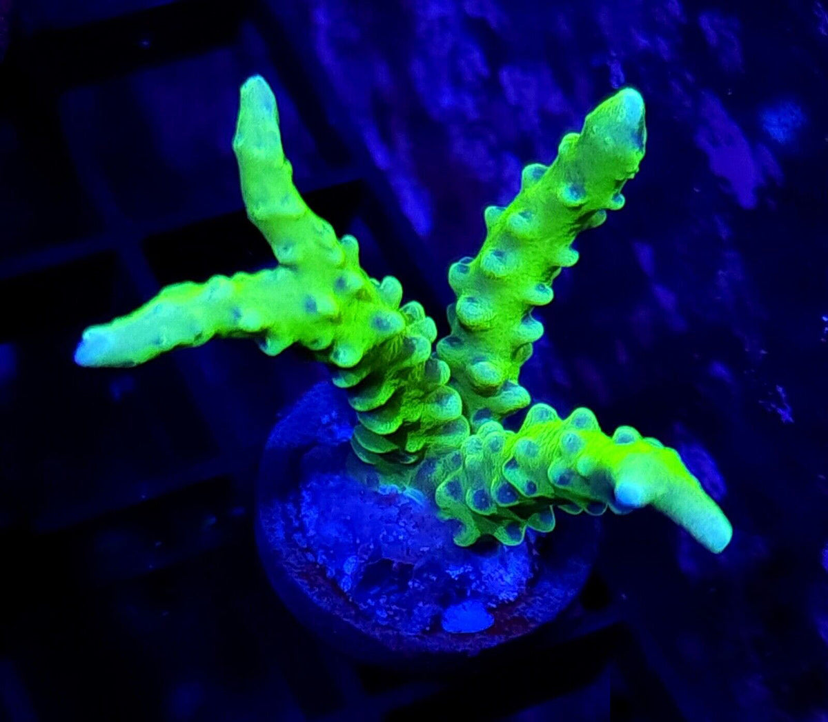 CB The Thing Anacropora - Aquacultured SPS Coral | AJ's Aquariums