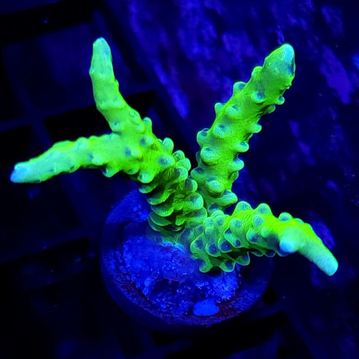 CB The Thing Anacropora - Aquacultured SPS Coral | AJ's Aquariums