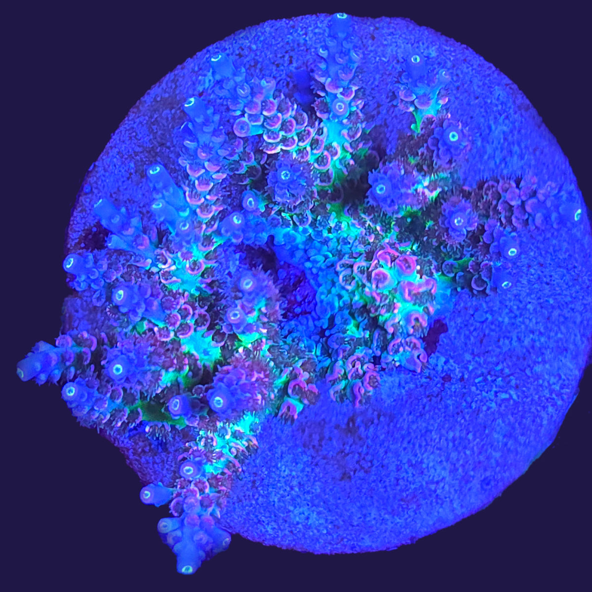 CC Pink Highlighter Acropora