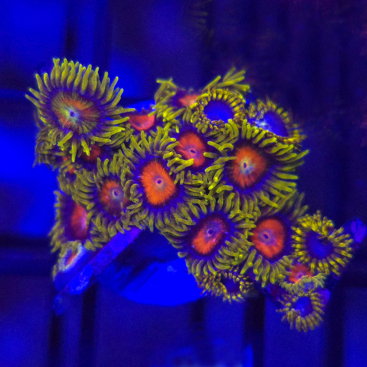 CC Spit Fire Zoanthids