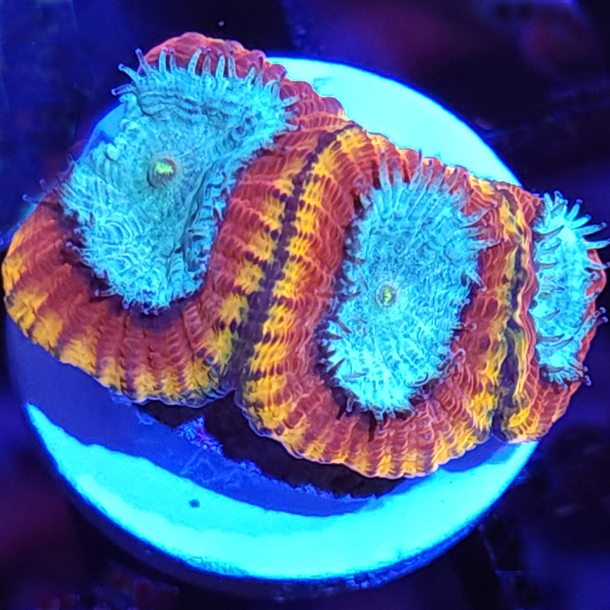 Cali Kid Electric Daisy Favia - Aquacultured LPS Coral | AJ's Aquariums
