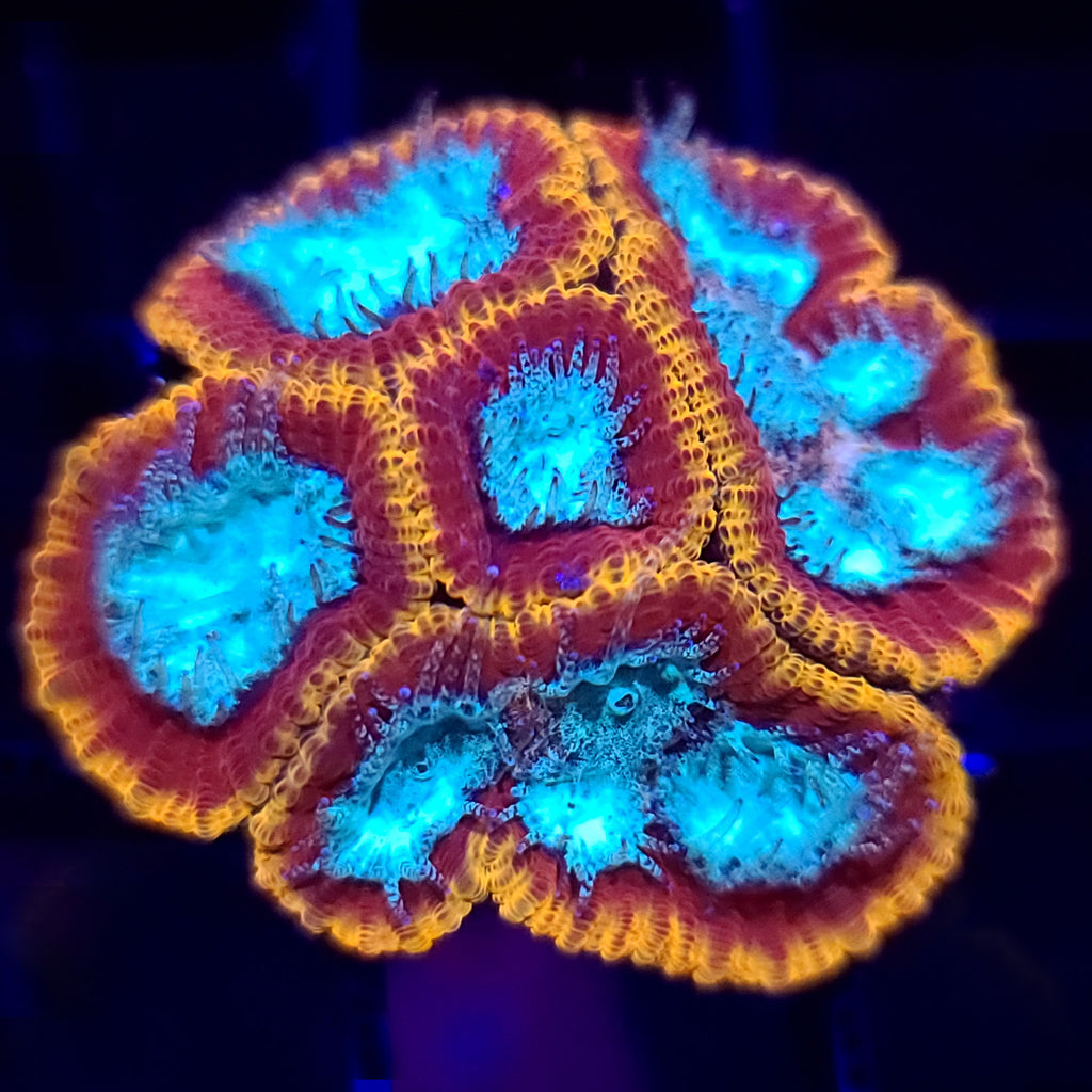 Cali Kid Electric Daisy Favia