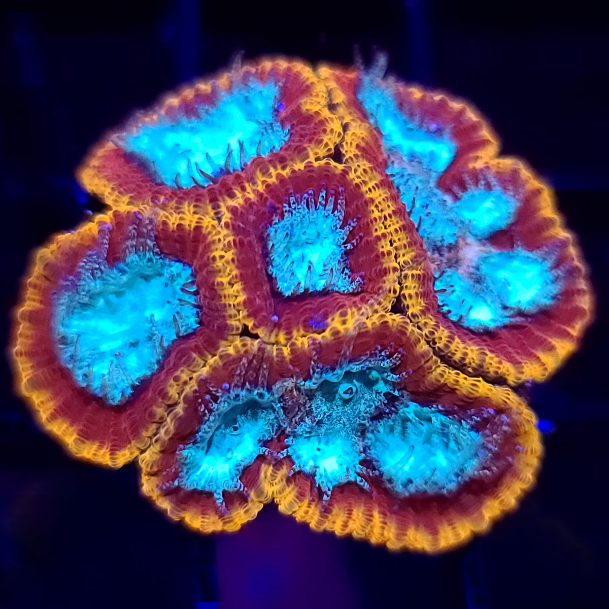 Cali Kid Electric Daisy Favia