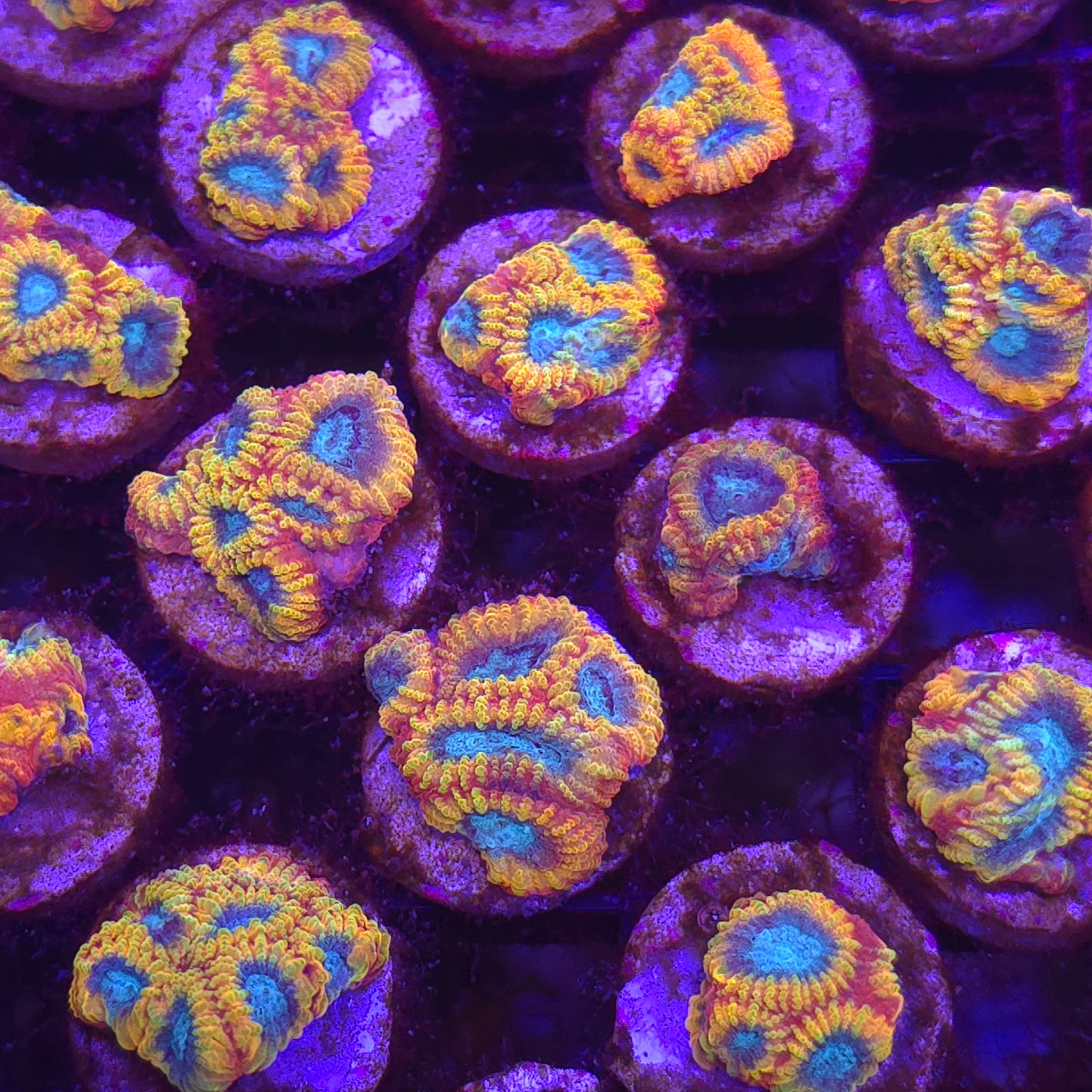 Cali Kid Electric Daisy Favia