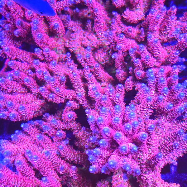 Cherry Bomb Acropora - Aquacultured SPS Coral | AJ's Aquariums