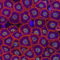 Circus Freak Zoanthids - Aquacultured Softie Coral | AJ's Aquariums