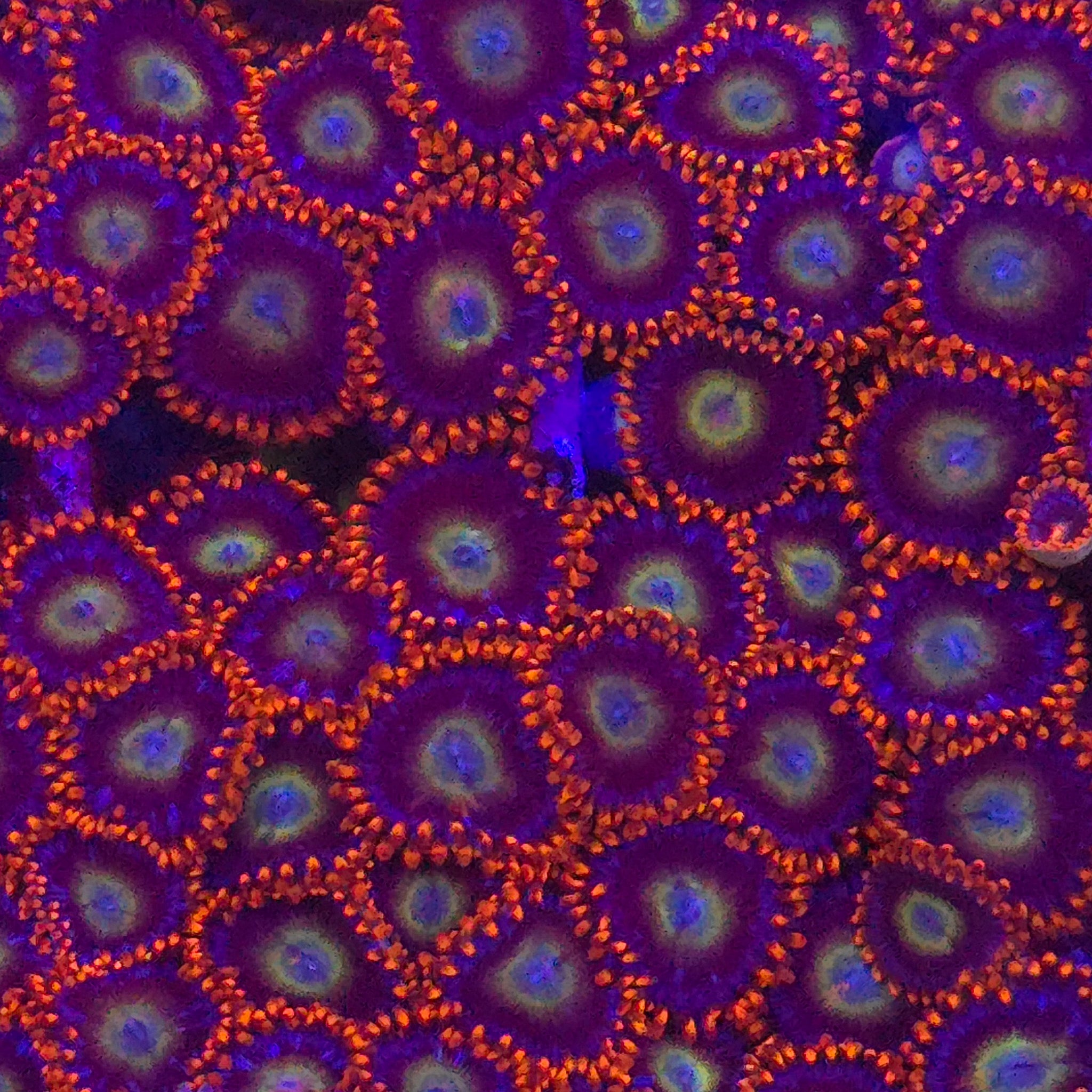 Circus Freak Zoanthids - Aquacultured Softie Coral | AJ's Aquariums