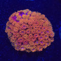 Crystal Rainbow Goniopora Bernardpora WYSIWYG - Aquacultured LPS Coral | AJ's Aquariums
