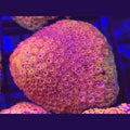 Crystal Rainbow Goniopora Bernardpora WYSIWYG - Aquacultured LPS Coral | AJ's Aquariums