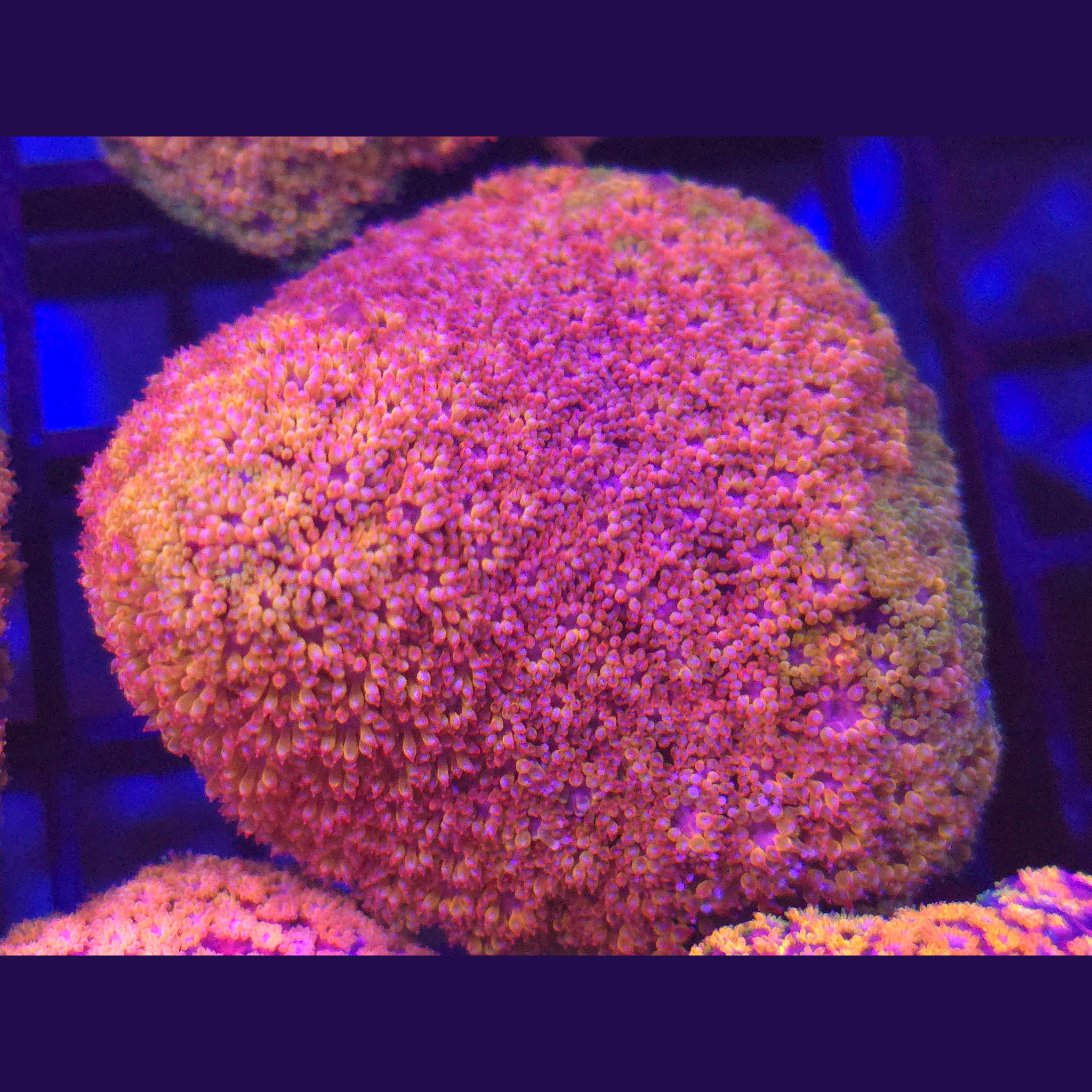 Crystal Rainbow Goniopora Bernardpora WYSIWYG - Aquacultured LPS Coral | AJ's Aquariums