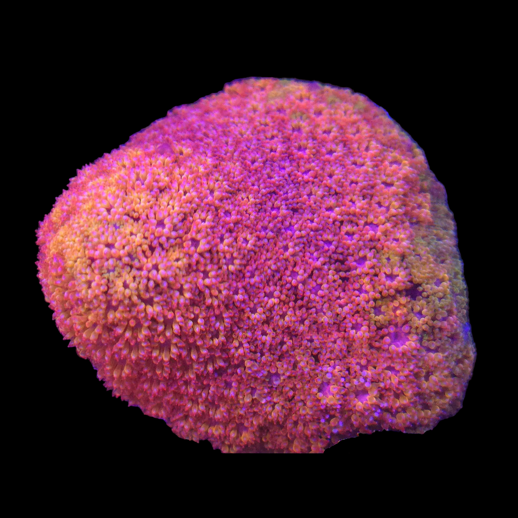 Crystal Rainbow Goniopora Bernardpora