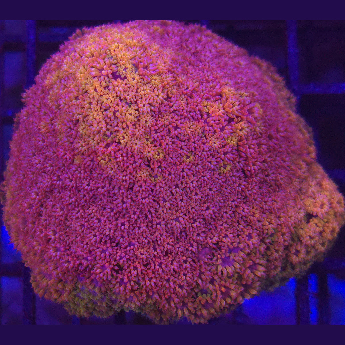 Crystal Rainbow Goniopora WYSIWYG - Aquacultured LPS Coral | AJ's Aquariums