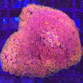 Crystal Rainbow Goniopora Bernardpora WYSIWYG - Aquacultured LPS Coral | AJ's Aquariums