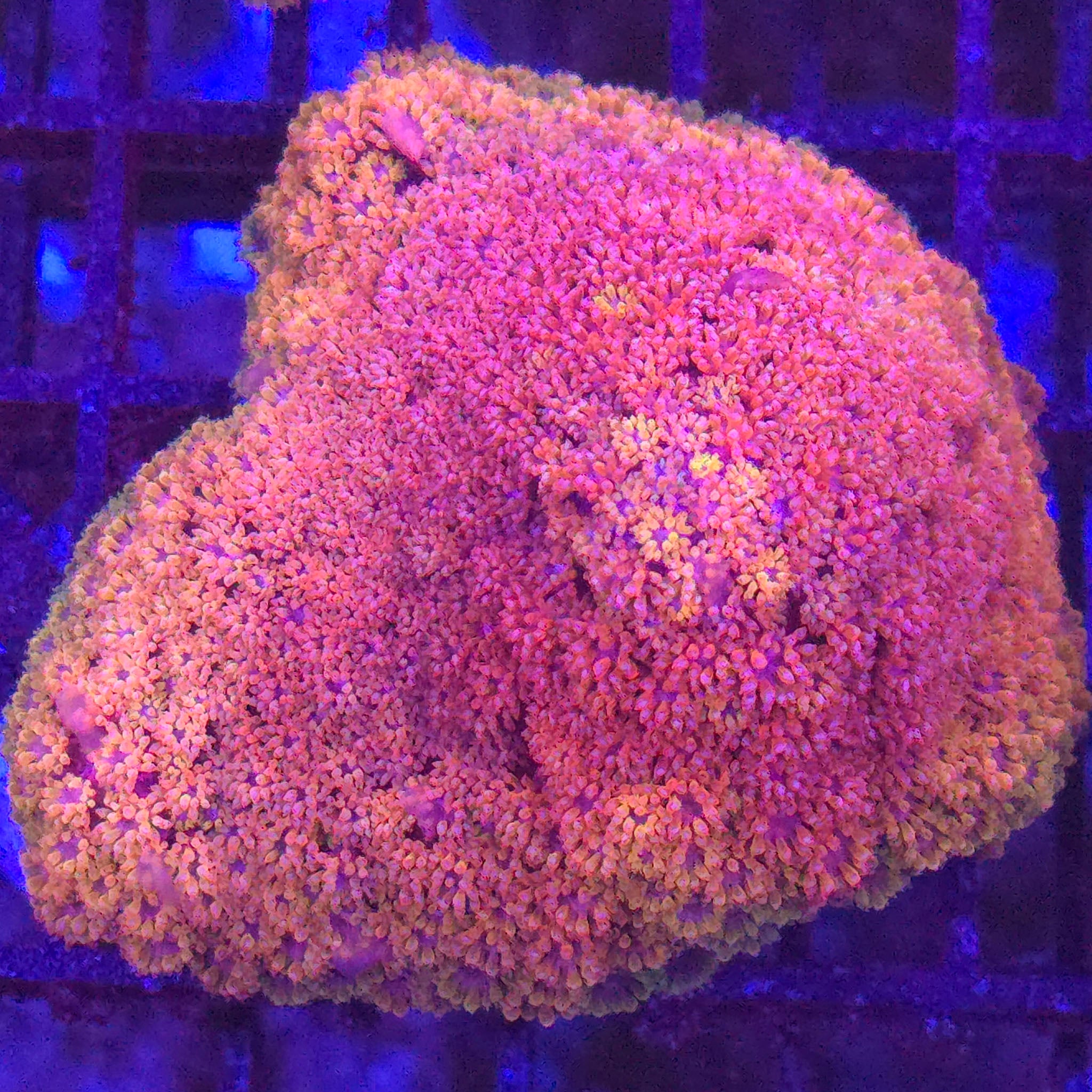 Crystal Rainbow Goniopora Bernardpora WYSIWYG - Aquacultured LPS Coral | AJ's Aquariums