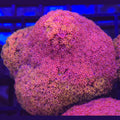 Crystal Rainbow Goniopora Bernardpora WYSIWYG - Aquacultured LPS Coral | AJ's Aquariums