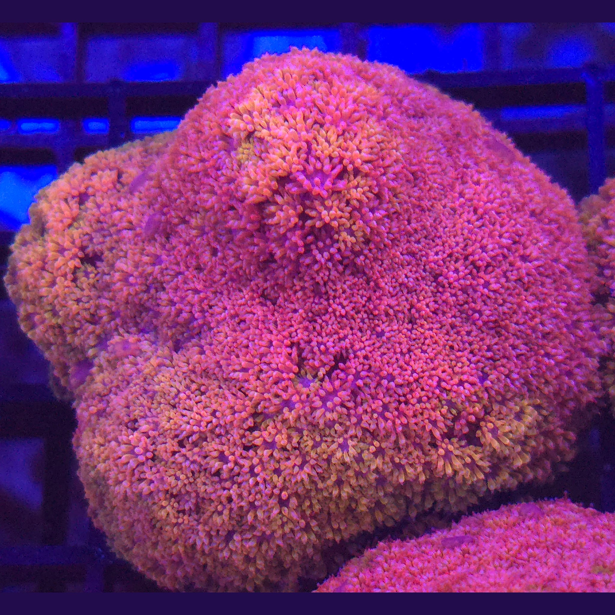 Crystal Rainbow Goniopora Bernardpora WYSIWYG - Aquacultured LPS Coral | AJ's Aquariums