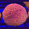 Crystal Rainbow Goniopora WYSIWYG - Aquacultured LPS Coral | AJ's Aquariums