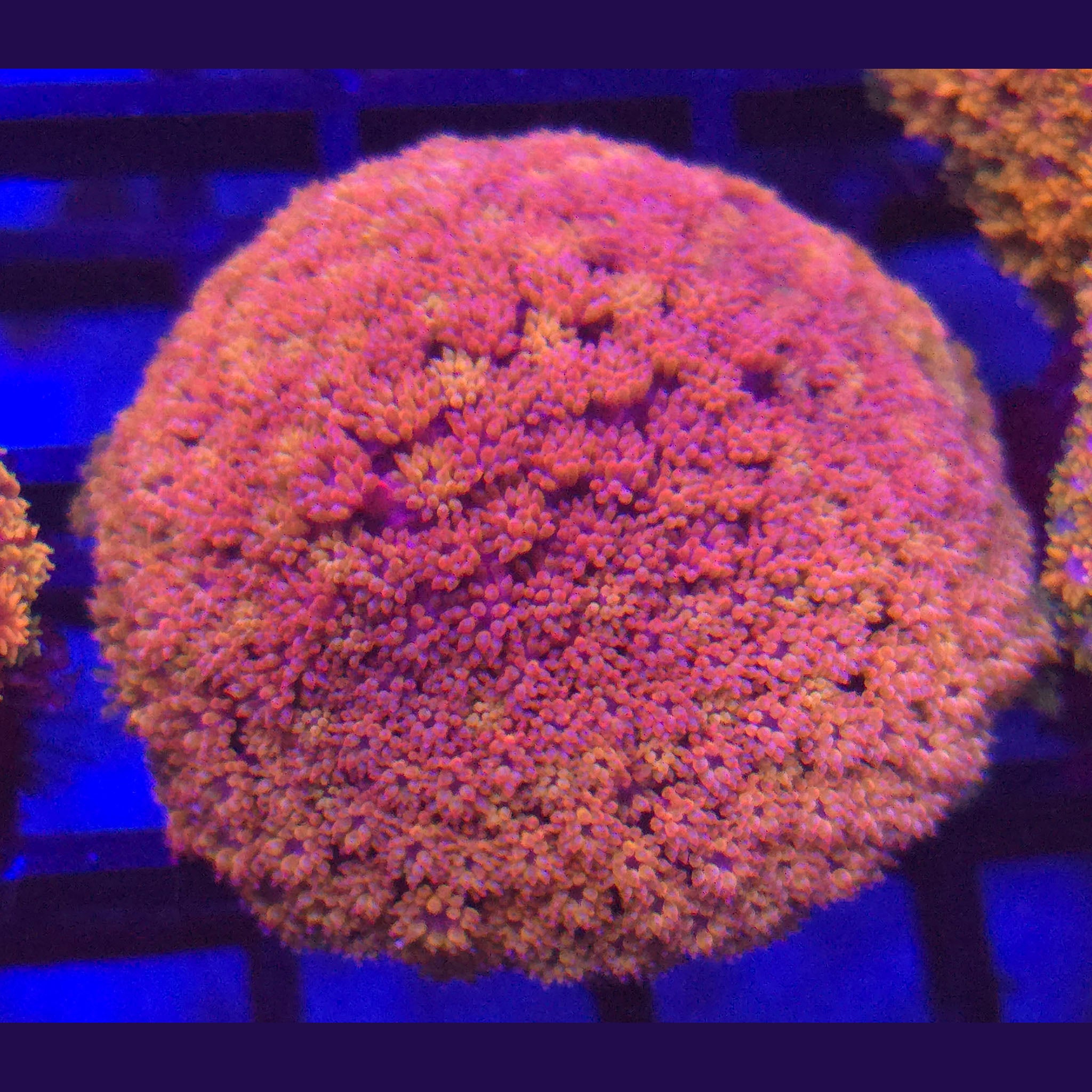 Crystal Rainbow Goniopora WYSIWYG - Aquacultured LPS Coral | AJ's Aquariums