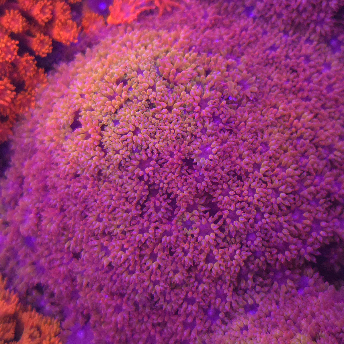 Crystal Rainbow Goniopora