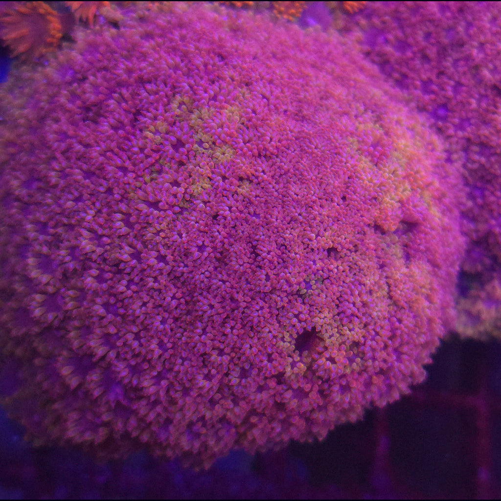 Crystal Rainbow Goniopora - Aquacultured LPS Coral | AJ's Aquariums