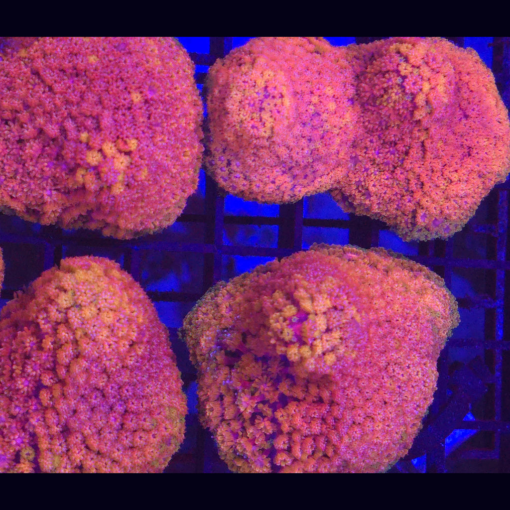 Crystal Rainbow Goniopora
