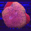 Crystal Rainbow Goniopora x Pink and Yellow WYSIWYG - Aquacultured LPS Coral | AJ's Aquariums