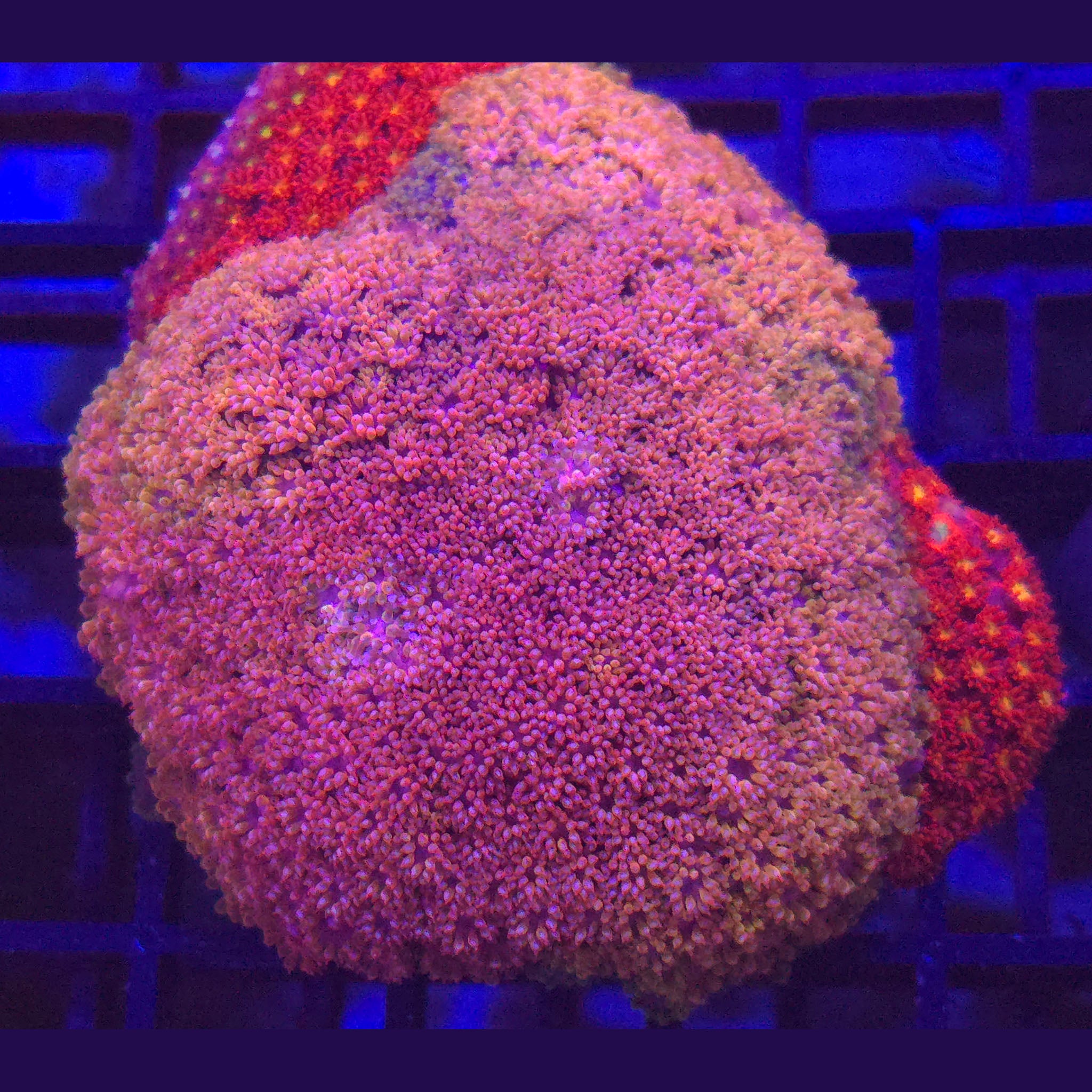 Crystal Rainbow Goniopora x Pink and Yellow WYSIWYG - Aquacultured LPS Coral | AJ's Aquariums