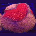 Crystal Rainbow Goniopora x Pink and Yellow WYSIWYG - Aquacultured LPS Coral | AJ's Aquariums