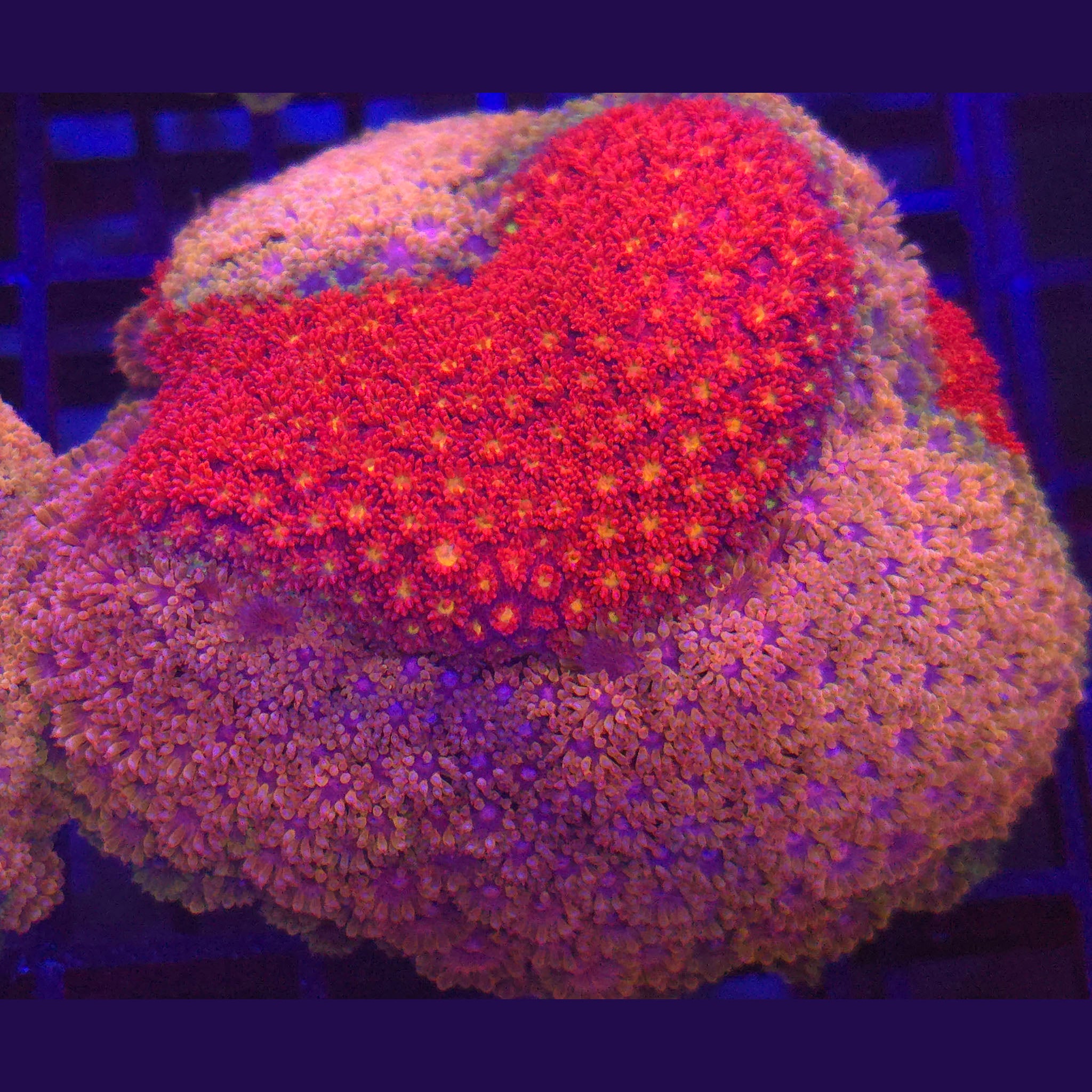 Crystal Rainbow Goniopora x Pink and Yellow WYSIWYG - Aquacultured LPS Coral | AJ's Aquariums