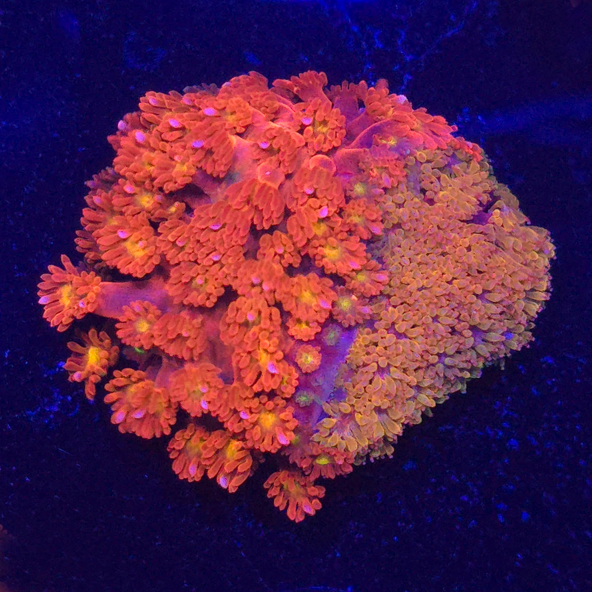 Crystal Rainbow x Teal Base Goniopora WYSIWYG - Aquacultured LPS Coral | AJ's Aquariums