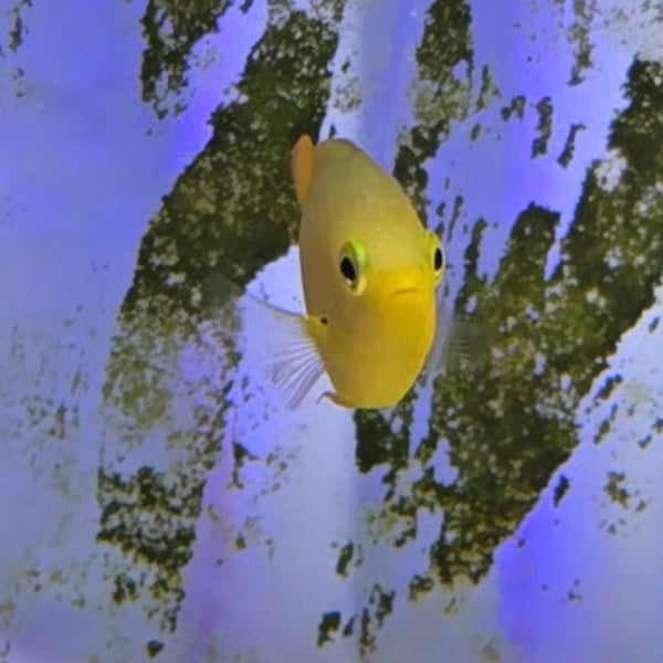 Lemon Damsel Fish - Aquacultured Fish | AJ's Aquariums