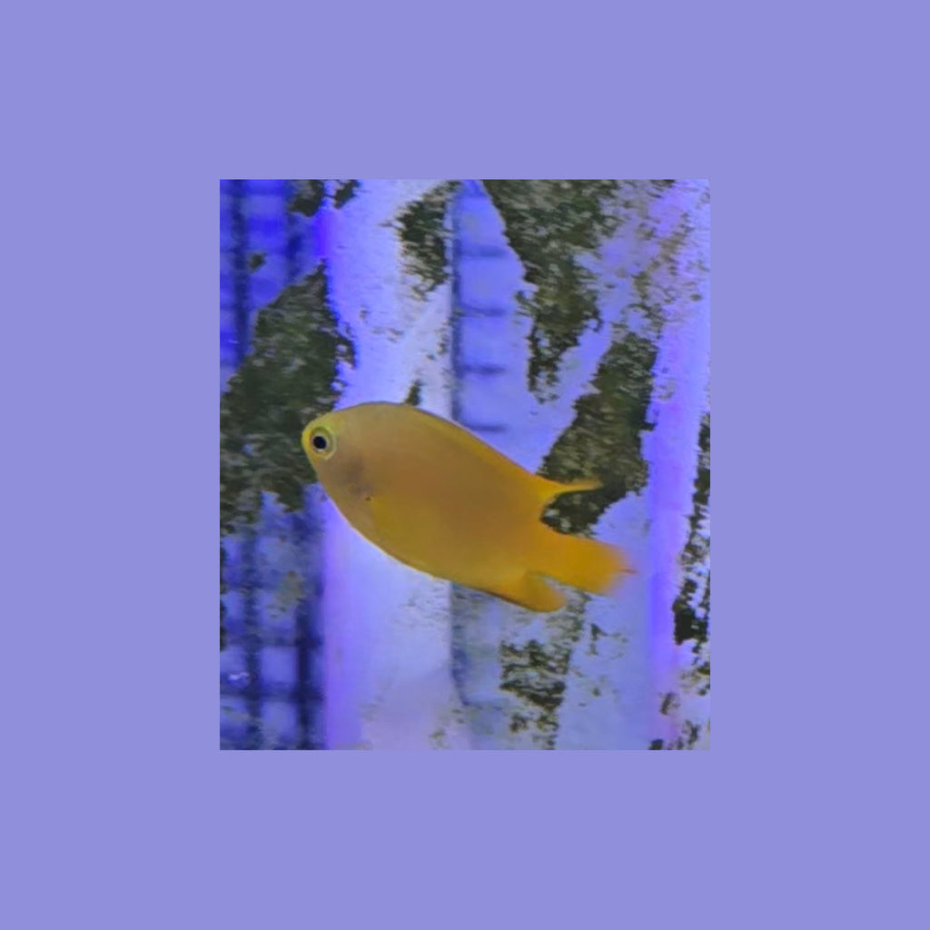 Lemon Damsel Fish