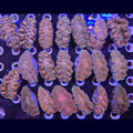 Derasa Clam - Aquacultured Clam | AJ's Aquariums