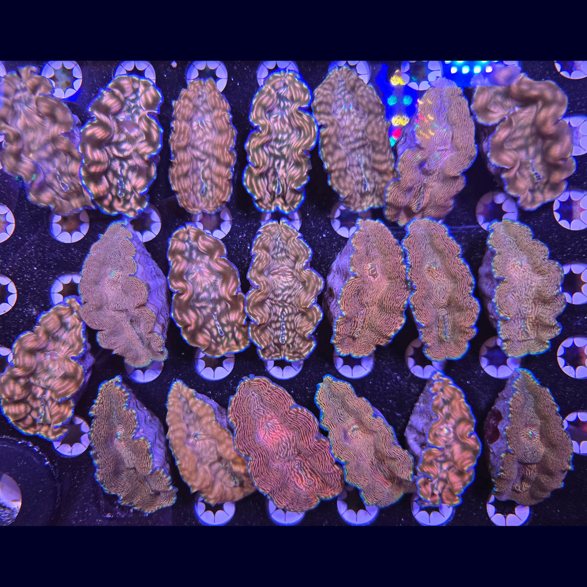 Derasa Clam - Aquacultured Clam | AJ's Aquariums