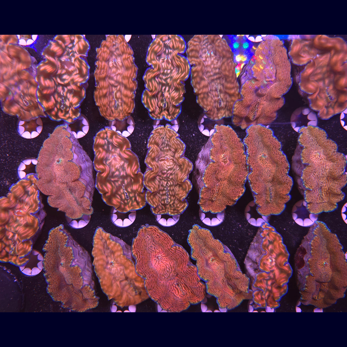 Derasa Clam