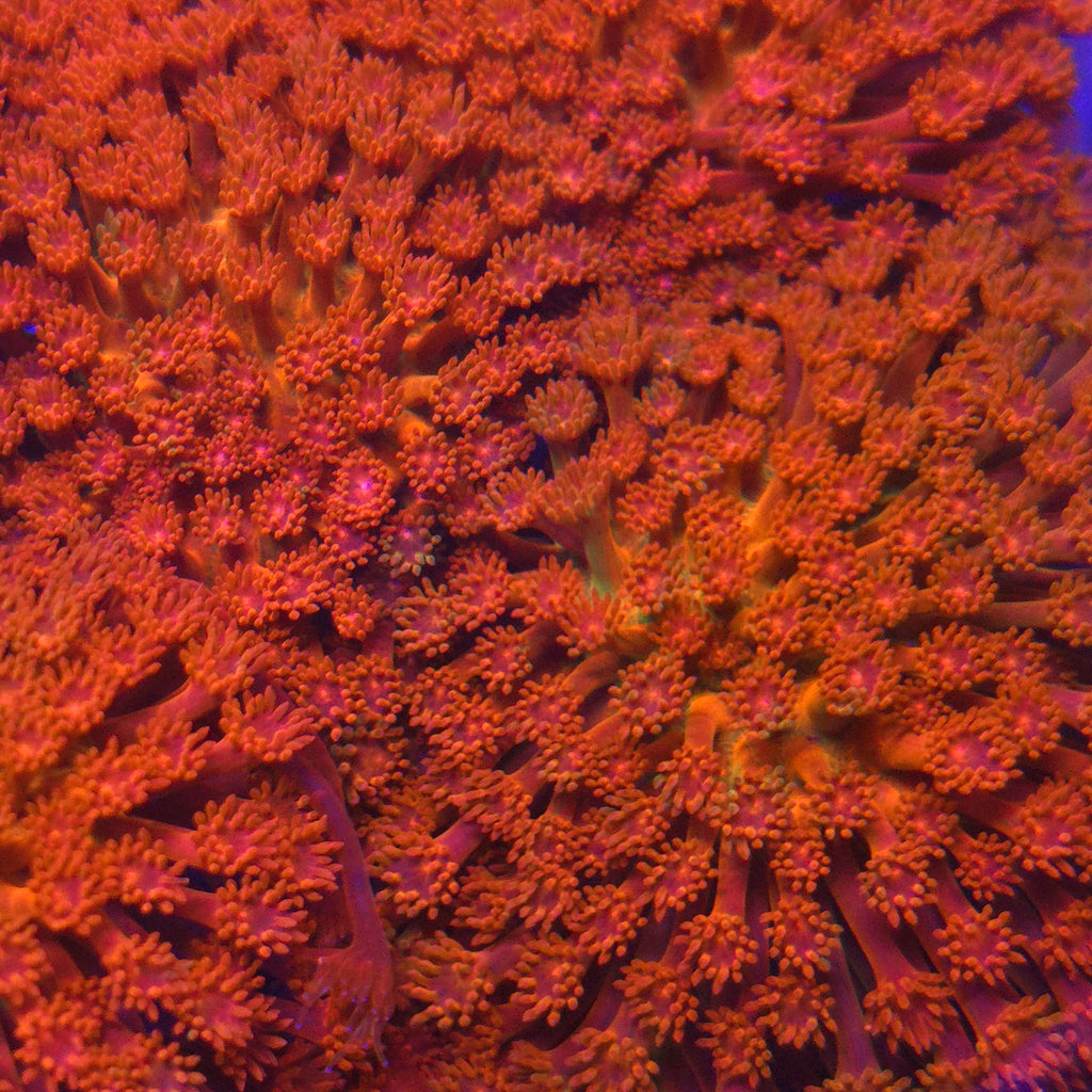 Dragon Scale Goniopora