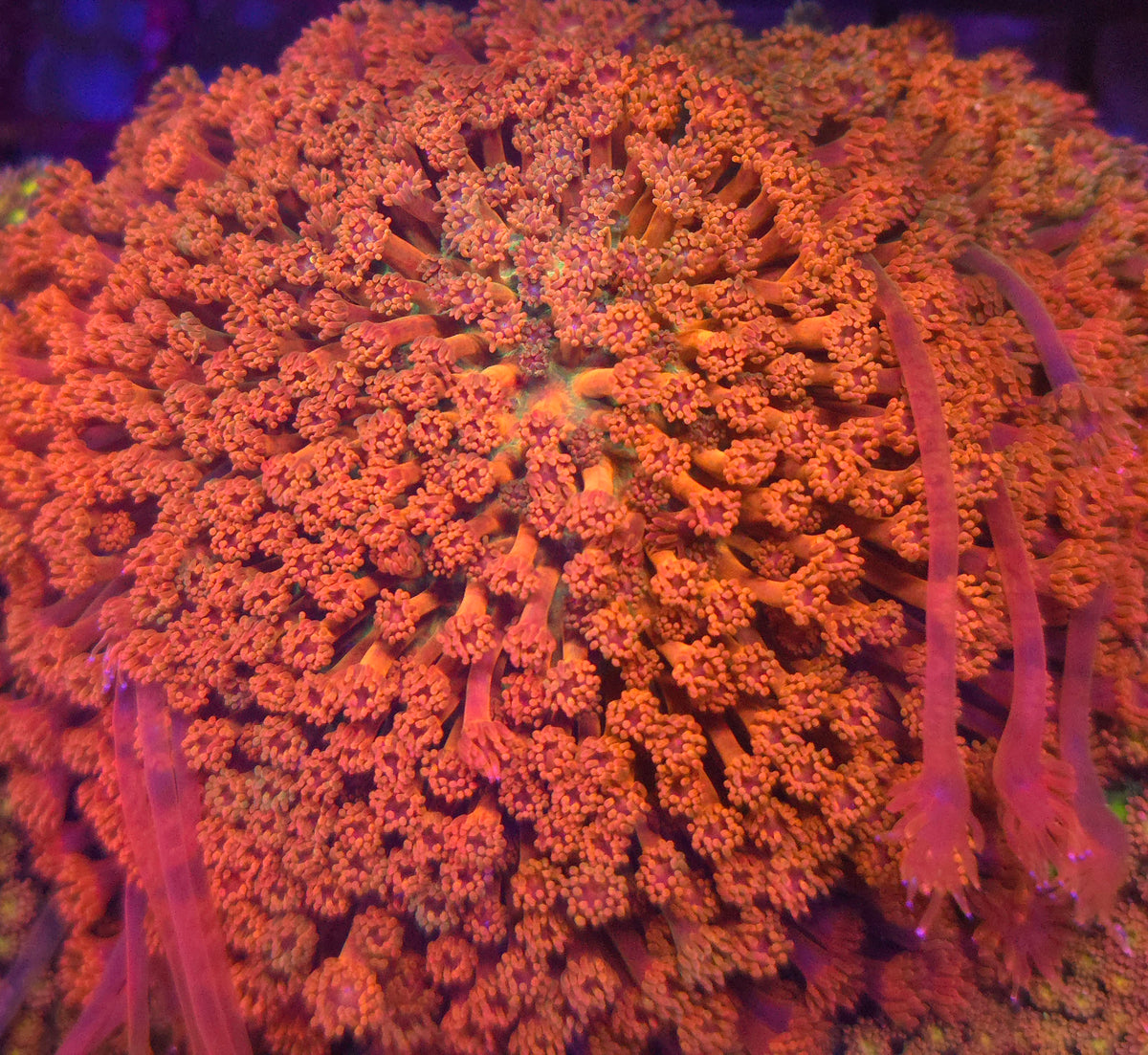 Dragon Scale Goniopora