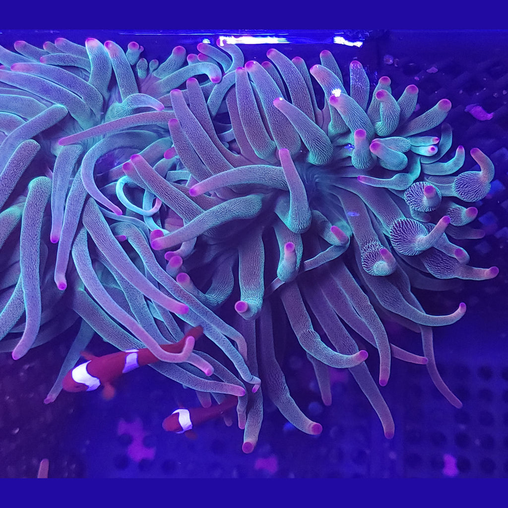 Evergreen Bubble Tip Anemone
