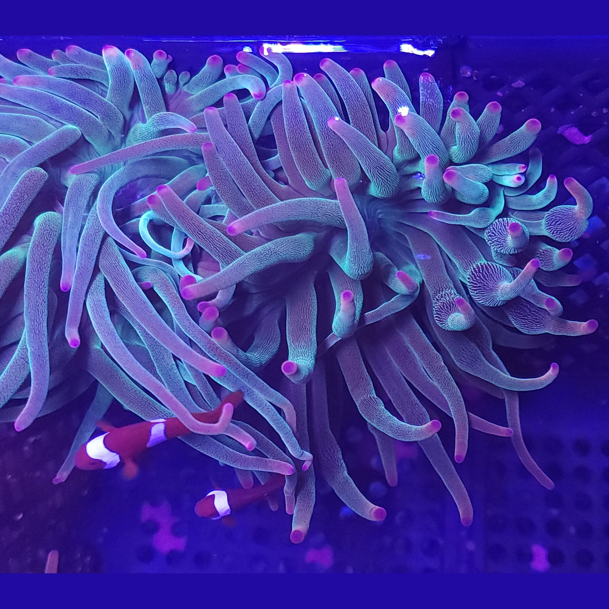 Evergreen Bubble Tip Anemone