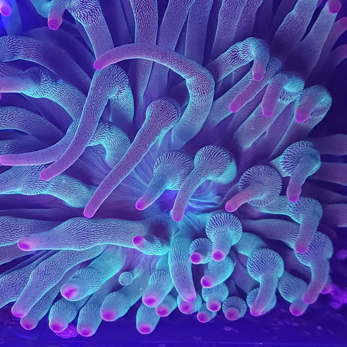 Evergreen Bubble Tip Anemone