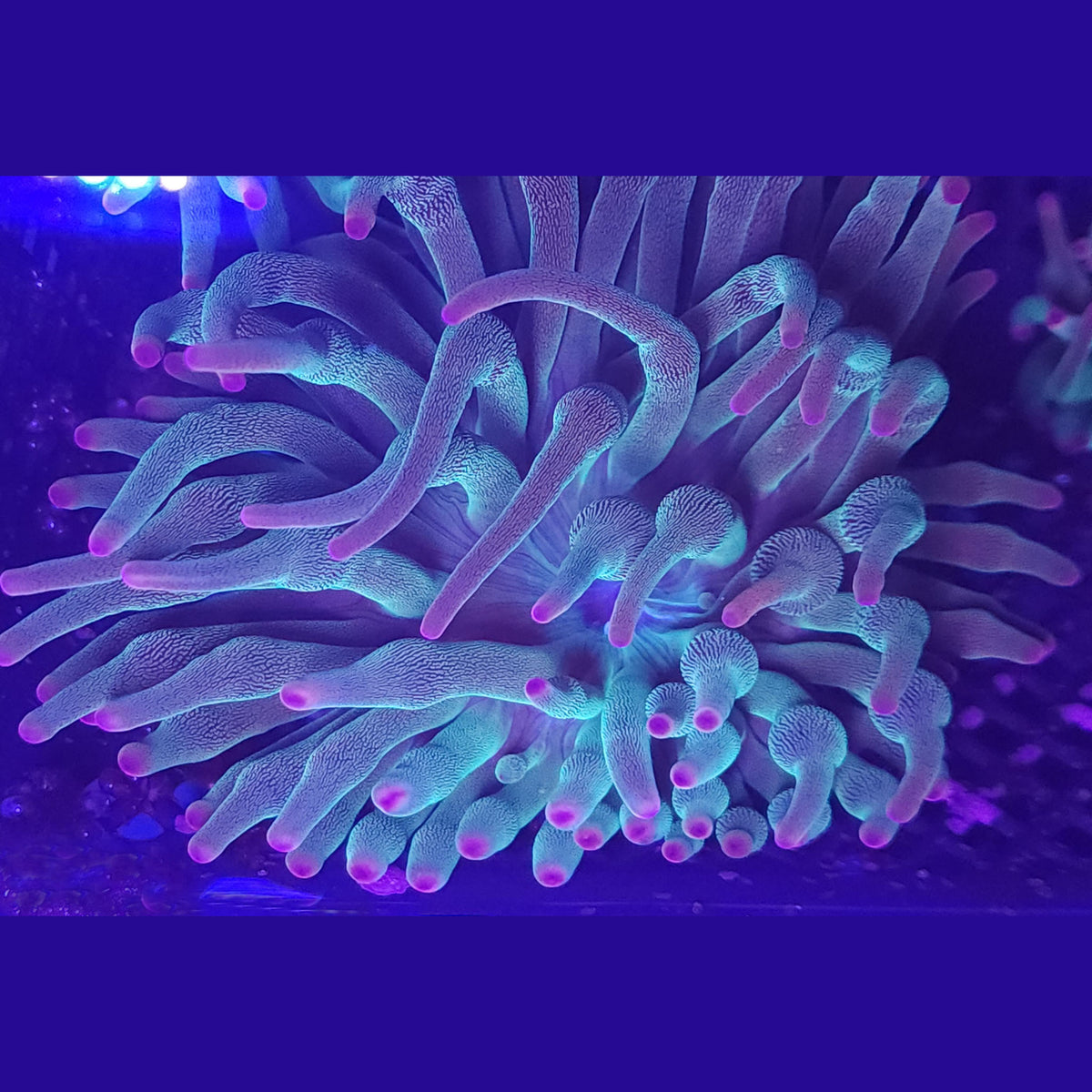 Evergreen Bubble Tip Anemone