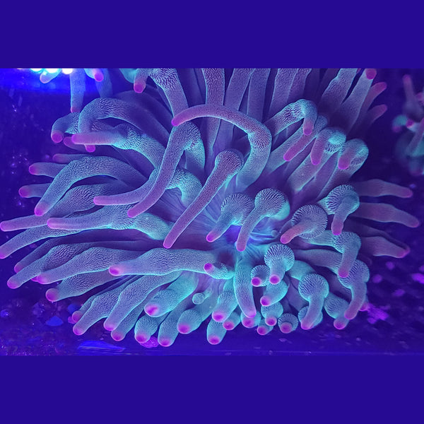 Evergreen Bubble Tip Anemone - Aquacultured Anemone | AJ's Aquariums