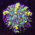 Fire Magic Carpet Mushroom - Aquacultured Softie Coral | AJ's Aquariums