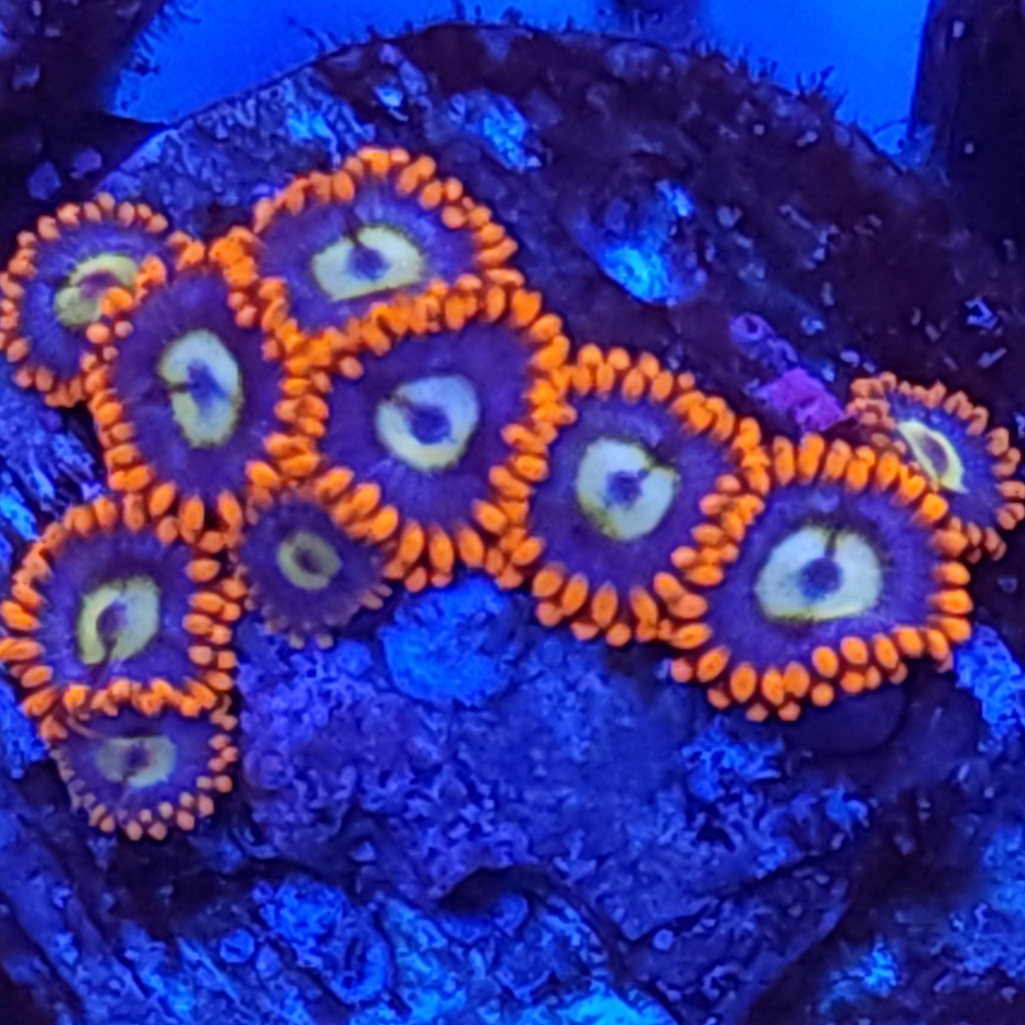 Fire and Ice Zoanthids - Aquacultured Softie Coral | AJ's Aquariums