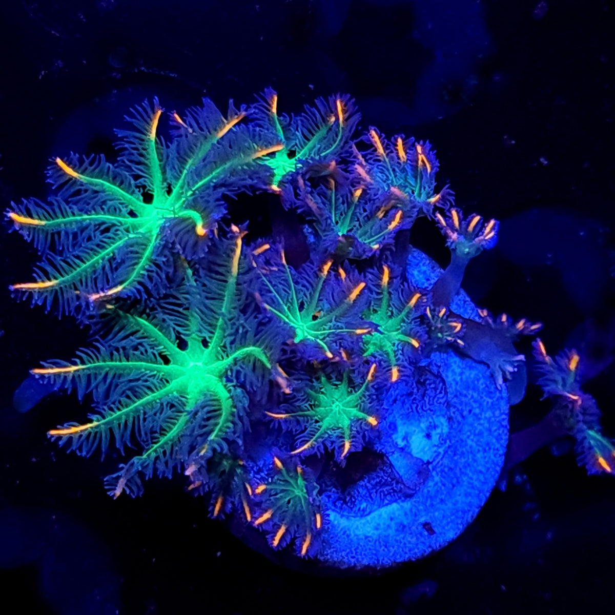 Firework Clove Polyp - Aquacultured Softie Coral | AJ's Aquariums