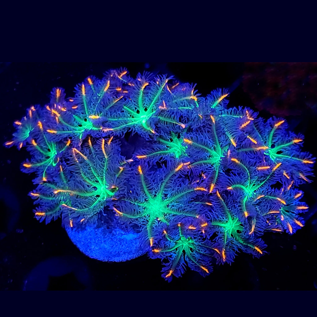 Firework Clove Polyp